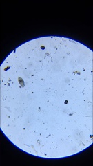 Hypotrichia