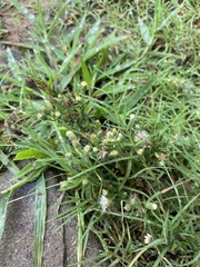 Erigeron
