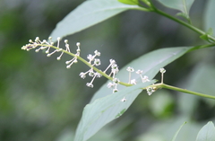 Phytolacca americana