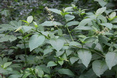 Phytolacca americana