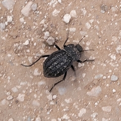 Philolithus sordidus