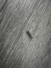 Euborellia annulipes