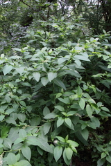 Phytolacca americana