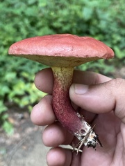 Baorangia bicolor