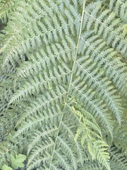 Athyrium filix-femina