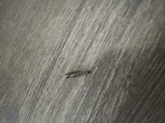 Euborellia annulipes