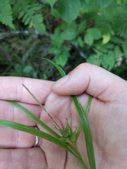 Carex intumescens