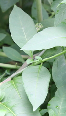 Phytolacca americana
