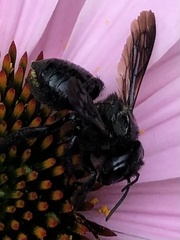 Megachile xylocopoides