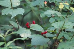 Viburnum edule