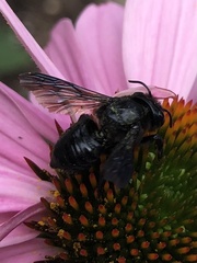 Megachile xylocopoides