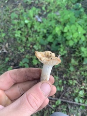 Cuphophyllus pratensis