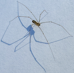 Pholcus opilionoides