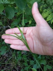 Carex intumescens