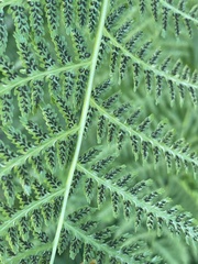 Athyrium filix-femina
