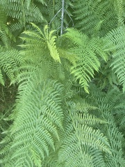 Athyrium filix-femina