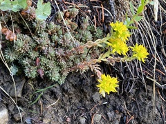 Sedum lanceolatum