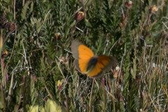 Colias meadii