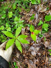 Medeola virginiana