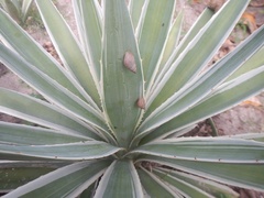 Bulimulus tenuissimus