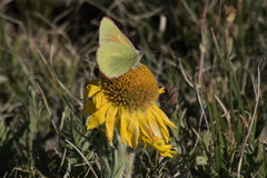 Colias meadii