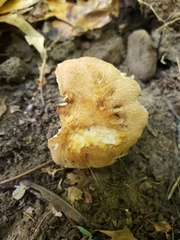 Polyporus radicatus