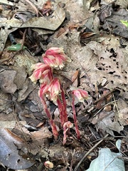 Monotropa hypopitys