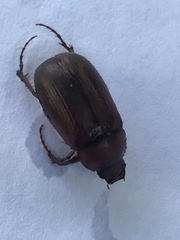 Scarabaeidae