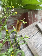 Phragmatobia fuliginosa