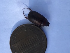 Scarabaeidae