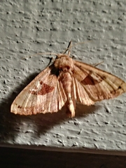 Phlogophora periculosa