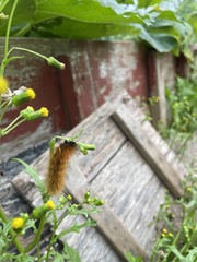 Phragmatobia fuliginosa