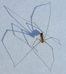 Pholcus opilionoides