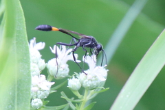 Ammophila procera