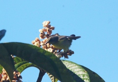 Coereba flaveola