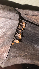 Dacrymyces spathularia