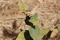 Asclepias cordifolia