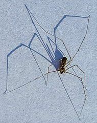 Pholcus opilionoides