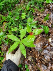 Medeola virginiana