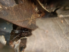 Clubionidae