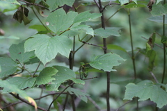 Viburnum edule