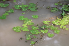 Caltha natans