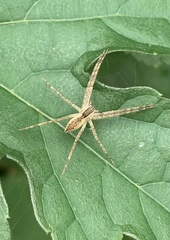 Pisaurina mira