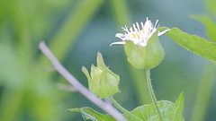 Moscharia pinnatifida