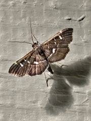 Diathrausta reconditalis