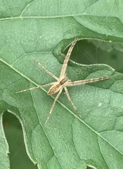 Pisaurina mira