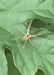 Pisaurina mira