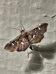 Diathrausta reconditalis
