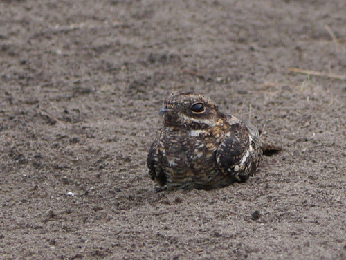 Square-tailed Nightjar (Caprimulgus fossii), photo 9