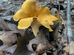 Cantharellus lateritius